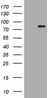 HEK293T cells were transfected with the pCMV6-ENTRY control (Left lane) or pCMV6-ENTRY RASGRP3 (Right lane) cDNA for 48 hrs and lysed. Equivalent amounts of cell lysates (5 ug per lane) were separated by SDS-PAGE and immunoblotted with anti-RASGRP3.