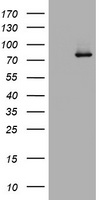 HEK293T cells were transfected with the pCMV6-ENTRY control (Left lane) or pCMV6-ENTRY RASGRP3 (Right lane) cDNA for 48 hrs and lysed. Equivalent amounts of cell lysates (5 ug per lane) were separated by SDS-PAGE and immunoblotted with anti-RASGRP3.