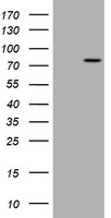 HEK293T cells were transfected with the pCMV6-ENTRY control (Left lane) or pCMV6-ENTRY RASGRP3 (Right lane) cDNA for 48 hrs and lysed. Equivalent amounts of cell lysates (5 ug per lane) were separated by SDS-PAGE and immunoblotted with anti-RASGRP3.