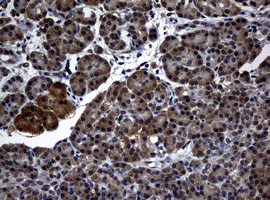 IHC of paraffin-embedded Human pancreas tissue using anti-RASGRP3 mouse monoclonal antibody.