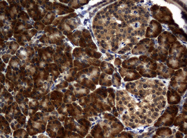 IHC of paraffin-embedded Human pancreas tissue using anti-RASGRP3 mouse monoclonal antibody. (Heat-induced epitope retrieval by 10mM citric buffer, pH6.0, 120°C for 3min).