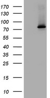HEK293T cells were transfected with the pCMV6-ENTRY control (Left lane) or pCMV6-ENTRY RASGRP3 (Right lane) cDNA for 48 hrs and lysed. Equivalent amounts of cell lysates (5 ug per lane) were separated by SDS-PAGE and immunoblotted with anti-RASGRP3.