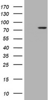 HEK293T cells were transfected with the pCMV6-ENTRY control (Left lane) or pCMV6-ENTRY RASGRP3 (Right lane) cDNA for 48 hrs and lysed. Equivalent amounts of cell lysates (5 ug per lane) were separated by SDS-PAGE and immunoblotted with anti-RASGRP3.
