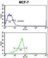 RASL11B Antibody flow cytometry of MCF-7 cells (bottom histogram) compared to a negative control cell (top histogram). FITC-conjugated goat-anti-rabbit secondary antibodies were used for the analysis.