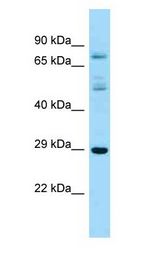 RASL12 antibody Western Blot of Mouse Heart.