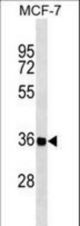RASL12 Antibody western blot of MCF-7 cell line lysates (35 ug/lane). The RASL12 antibody detected the RASL12 protein (arrow).