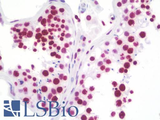Anti-RASSF1 / RASSF1A antibody IHC staining of human testis. Immunohistochemistry of formalin-fixed, paraffin-embedded tissue after heat-induced antigen retrieval. Antibody LS-B10044 concentration 10 ug/ml.