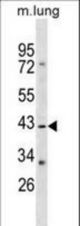 RASSF1 Antibody western blot of mouse lung tissue lysates (35 ug/lane). The RASSF1 antibody detected the RASSF1 protein (arrow).