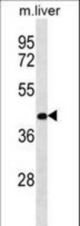 RASSF10 Antibody western blot of mouse liver tissue lysates (35 ug/lane). The RASSF10 antibody detected the RASSF10 protein (arrow).