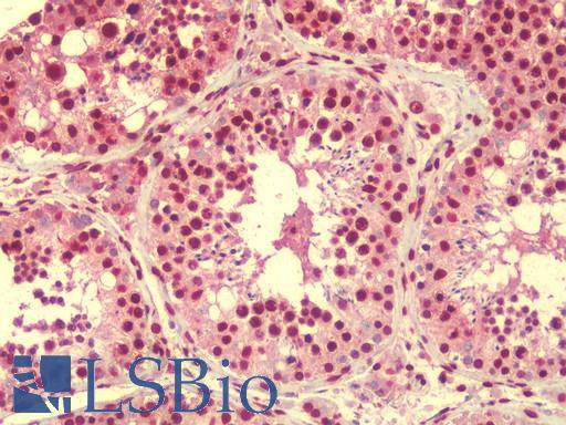 Anti-RASSF10 antibody IHC staining of human testis. Immunohistochemistry of formalin-fixed, paraffin-embedded tissue after heat-induced antigen retrieval. Antibody LS-B9520 concentration 5 ug/ml.