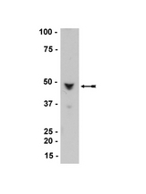 WB: HaCaT cell lysate was probed with anti- Nore1A, clone 10F10 (0.5g/ml). Arrow indicates Nore1A (~45/47kDa).