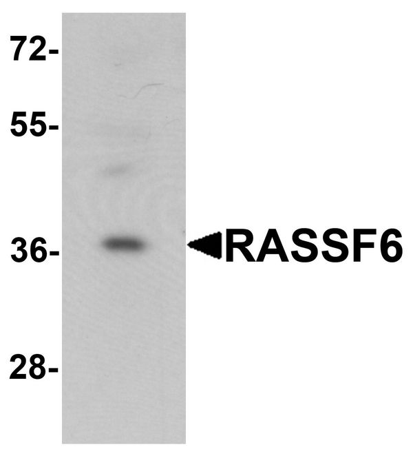 Western blot analysis of RASSF6 in 293 cell lysate with RASSF6 antibody at 1 ug/ml.