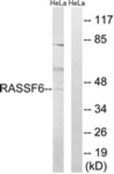 Western blot of extracts from HeLa cells, using RASSF6 Antibody. The lane on the right is treated with the synthesized peptide.