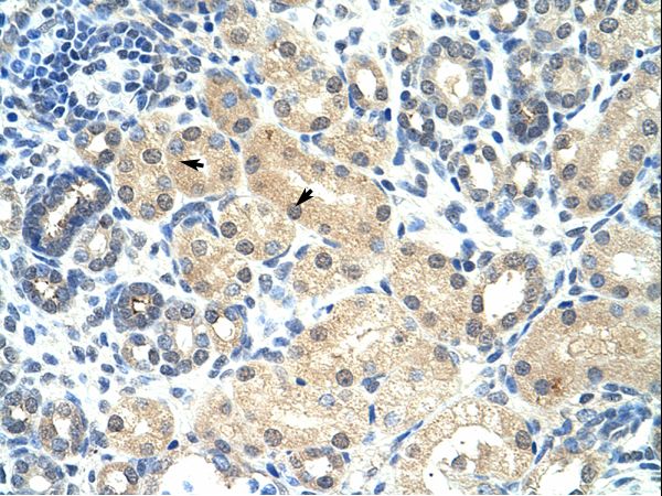 RASSF7 antibody LS-C31793 was used in IHC to stain formalin-fixed, paraffin-embedded human kidney.