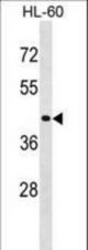 RASSF7 Antibody western blot of HL-60 cell line lysates (35 ug/lane). The RASSF7 antibody detected the RASSF7 protein (arrow).