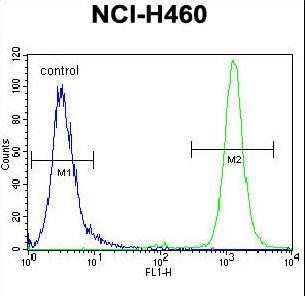 RASSF8 antibody flow cytometry of NCI-H460 cells (right histogram) compared to a negative control cell (left histogram). FITC-conjugated goat-anti-rabbit secondary antibodies were used for the analysis.