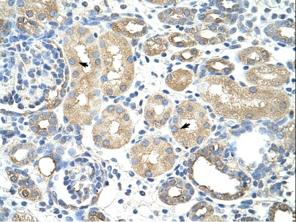 RAVER1 antibody LS-C31316 was used in IHC to stain formalin-fixed, paraffin-embedded human kidney.