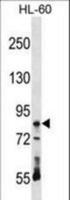 RAVER1 Antibody western blot of HL-60 cell line lysates (35 ug/lane). The RAVER1 antibody detected the RAVER1 protein (arrow).