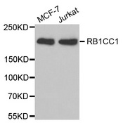 Western blot analysis of extracts of various cell lines, using RB1CC1 antibody.