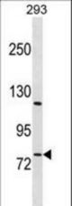 RBAK Antibody western blot of 293 cell line lysates (35 ug/lane). The RBAK antibody detected the RBAK protein (arrow).