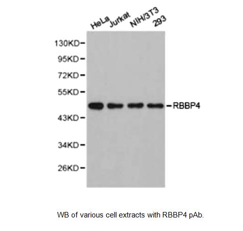 Western blot of RBBP4 / RBAP48 antibody LS-X223191.