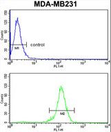 RBBP7 Antibody flow cytometry of MDA-MB231 cells (bottom histogram) compared to a negative control cell (top histogram). FITC-conjugated goat-anti-rabbit secondary antibodies were used for the analysis.