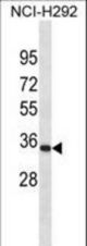 PRRX1 Antibody western blot of NCI-H292 cell line lysates (35 ug/lane). The PRRX1 antibody detected the PRRX1 protein (arrow).