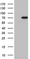 HEK293T cells were transfected with the pCMV6-ENTRY control (Left lane) or pCMV6-ENTRY RBFOX1 (Right lane) cDNA for 48 hrs and lysed. Equivalent amounts of cell lysates (5 ug per lane) were separated by SDS-PAGE and immunoblotted with anti-RBFOX1.