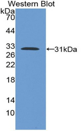 Western blot of recombinant RBFOX1 / A2BP1.
