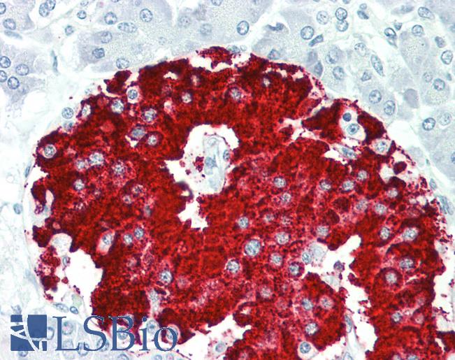 Anti-RBFOX1 / A2BP1 antibody IHC staining of human pancreas. Immunohistochemistry of formalin-fixed, paraffin-embedded tissue after heat-induced antigen retrieval. Antibody LS-B9691 concentration 10 ug/ml.
