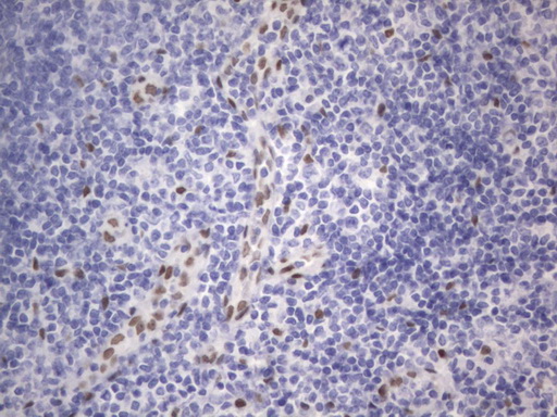 IHC of paraffin-embedded Human tonsil using anti-RBFOX1 mouse monoclonal antibody. (Heat-induced epitope retrieval by 1 mM EDTA in 10mM Tris, pH8.5, 120°C for 3min).