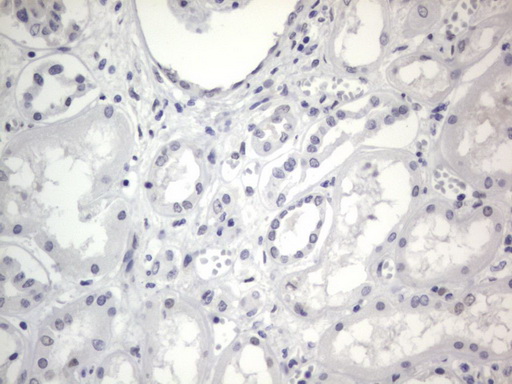 IHC of paraffin-embedded Human Kidney tissue using anti-RBFOX1 mouse monoclonal antibody. (Heat-induced epitope retrieval by 1 mM EDTA in 10mM Tris, pH8.5, 120°C for 3min).