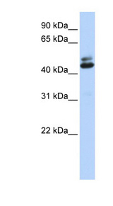 RBFOX1 / FOX1 / A2BP1 antibody western blot of Human fetal brain lysate.