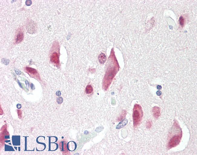 Anti-RBFOX1 / A2BP1 antibody IHC staining of human brain, cortex. Immunohistochemistry of formalin-fixed, paraffin-embedded tissue after heat-induced antigen retrieval. Antibody LS-B10379 concentration 10 ug/ml.