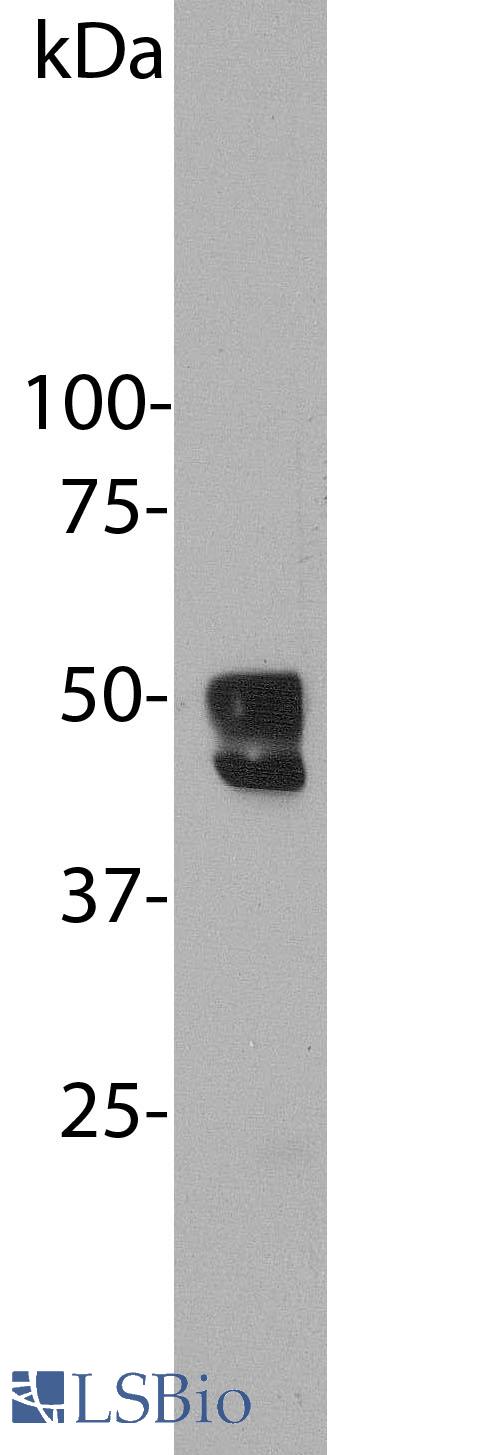 Western blot of mouse brain homogenates stained with RBFOX1. Antibody binds closely spaced 48kDa and 46kDa bands.