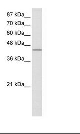 HepG2 Cell Lysate