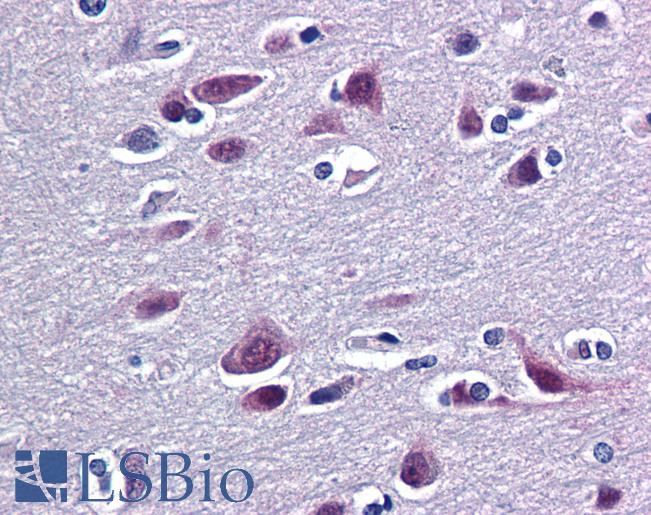 Anti-RBFOX2 / RBM9 antibody IHC of human brain, cortex. Immunohistochemistry of formalin-fixed, paraffin-embedded tissue after heat-induced antigen retrieval. Antibody LS-B6218 concentration 3 ug/ml.