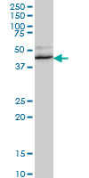 Antibody LS-B6218, Western blot of RBM9 expression in NIH/3T3.