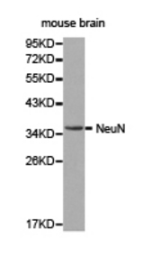 Western blot of extracts of mouse brain cell lines, using NeuN antibody.