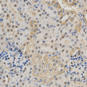 Immunohistochemistry of paraffin-embedded mouse kidney using NeuN antibody at dilution of 1:200 (x400 lens)