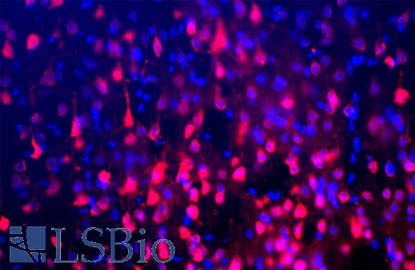 Paraformaldehyde fixed frozen section of adult rat cortex stained with RBFOX3 / NEUN antibody in red and counterstained for DNA in blue. Note that RBFOX3 / NEUN antibody stains neuronal nuclei and distal perikarya, exactly like the original NeuN monoclonal antibody and like NeuN/Fox3 monoclonal IB7. These antibodies do not bind to the nuclei of perikarya of non-neuronal cells, so that they can be used to identify neurons.