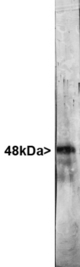 Western blot of rat brain homogenates stained with RBFOX3 / NEUN antibody. Antibody binds closely spaced 48 and 46kDa bands.