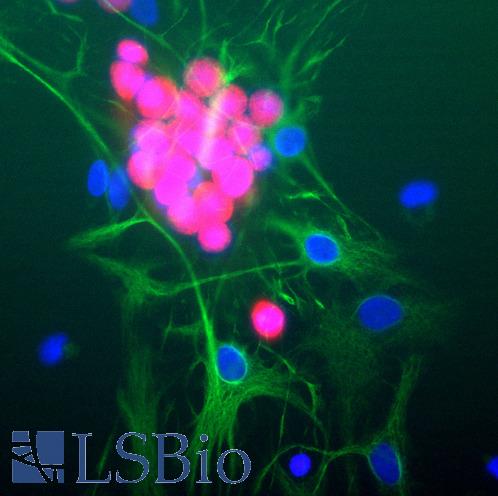 Rat brain neural cultures stained with RBFOX3 / NEUN antibody (red), chicken polyclonal antibody to GFAP (green) and DNA (blue). The RBFOX3 / NEUN antibody antibody reveals strong nuclear and distal cytoplasmic staining for Fox3/NeuN and the complete absence of staining of astrocytes, which are staining with the GFAP antibody, and other kinds of non-neuronal cells. This Fox3/NeuN antibody is therefore an excellent marker of neuronal cells. Note that we have used the same immunogen to generate a rabbit polyclonal antibody to Fox3/NeuN, RPCA-Fox3.