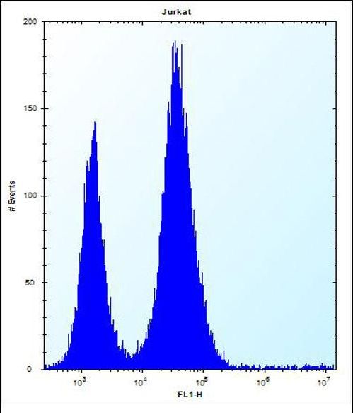 RBL2 Antibody flow cytometry of Jurkat cells (right histogram) compared to a negative control cell (left histogram). FITC-conjugated donkey-anti-rabbit secondary antibodies were used for the analysis.