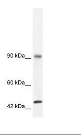 Daudi Cell Lysate