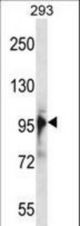 RBM10 Antibody western blot of 293 cell line lysates (35 ug/lane). The RBM10 antibody detected the RBM10 protein (arrow).