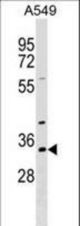 RBM11 Antibody western blot of A549 cell line lysates (35 ug/lane). The RBM11 antibody detected the RBM11 protein (arrow).