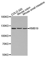 Western blot analysis of extracts of various cell lines, using RBM19 antibody.