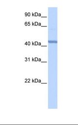 Hela cell lysate. Antibody concentration: 1.0 ug/ml. Gel concentration: 12%.