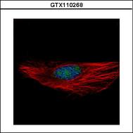 Confocal immunofluorescence analysis (Olympus FV10i) of paraformaldehyde-fixed HeLa using RBM28 antibody (Green) at 1:100 dilution. Alpha-tubulin filaments were labeled with alpha-tubulin antibody (Red) at 1:2500.